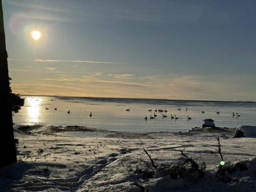 Vinterbild från Oknö